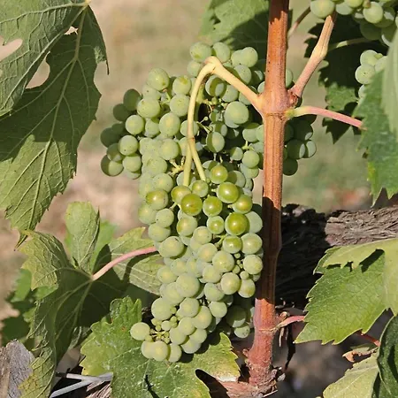 La Torre In Chianti Apartment Siena